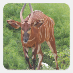 Pegatina Cuadrada Chargin