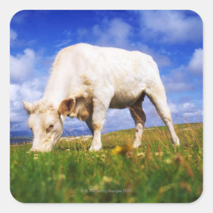 Pegatina Cuadrada Charolais Cow Grazing, Mannin Bay, Irlanda