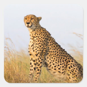 Pegatina Cuadrada Cheetah
