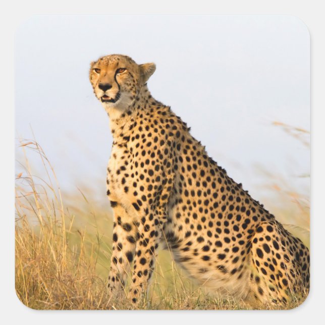 Pegatina Cuadrada Cheetah (Anverso)