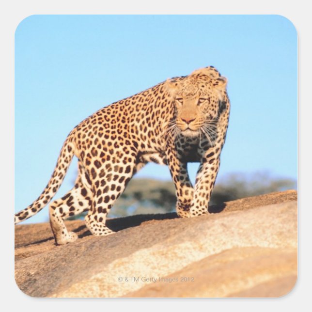 Pegatina Cuadrada Cheetah (Anverso)