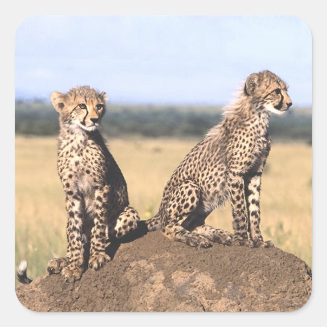 Pegatina Cuadrada Cheetah Cubs (Anverso)