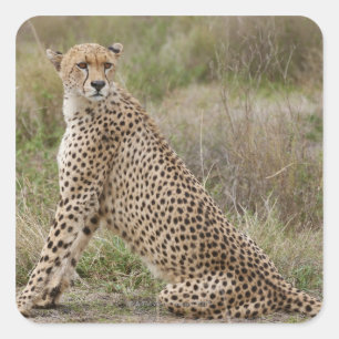 Pegatina Cuadrada Cheetah masculino, Acinonyx jubatus, Serengeti,