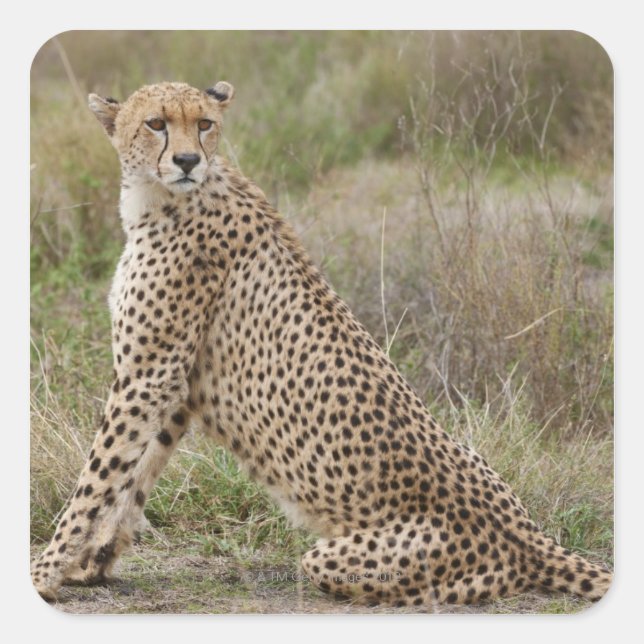 Pegatina Cuadrada Cheetah masculino, Acinonyx jubatus, Serengeti, (Anverso)