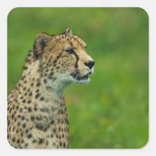 Pegatina Cuadrada Cheetah On A Lookout