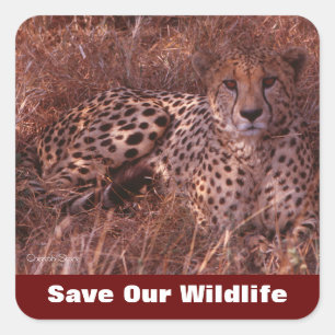Pegatina Cuadrada Cheetah Stare salva nuestra vida salvaje