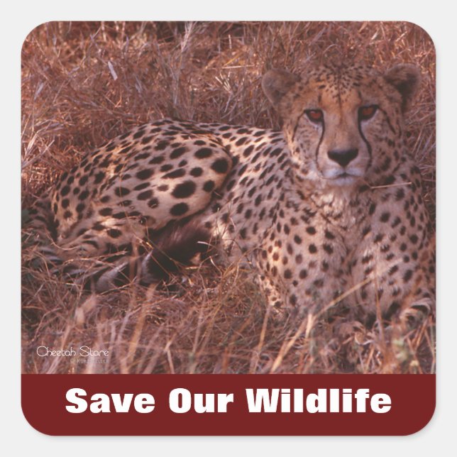 Pegatina Cuadrada Cheetah Stare salva nuestra vida salvaje (Anverso)