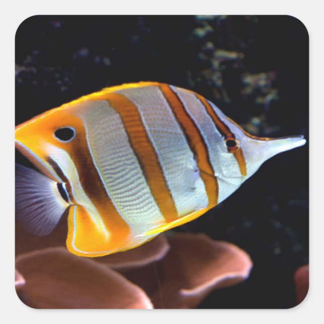 Pegatina Cuadrada Chelmon rostratus (Anverso)