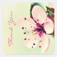 Cherry Blossom Gracias