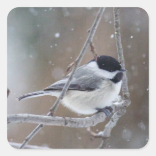 Pegatina Cuadrada Chickadee con gorra negra - Songbird