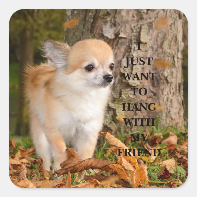 Pegatina Cuadrada Chihuahua (Anverso)