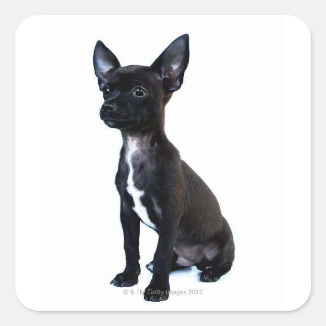 Pegatina Cuadrada Chihuahua (Anverso)