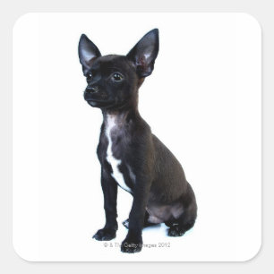 Pegatina Cuadrada Chihuahua