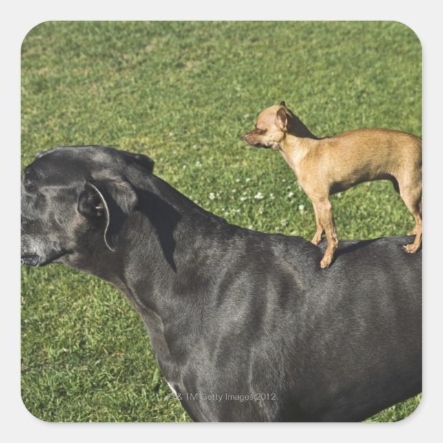 Pegatina Cuadrada Chihuahua a espaldas de Great Dane (Anverso)