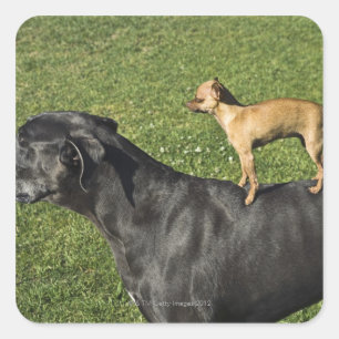 Pegatina Cuadrada Chihuahua a espaldas de Great Dane