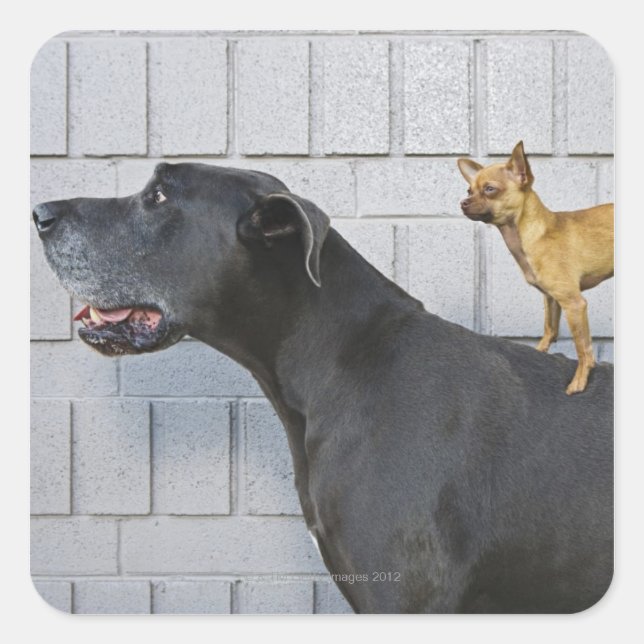 Pegatina Cuadrada Chihuahua a la espalda del Gran Danés (Anverso)