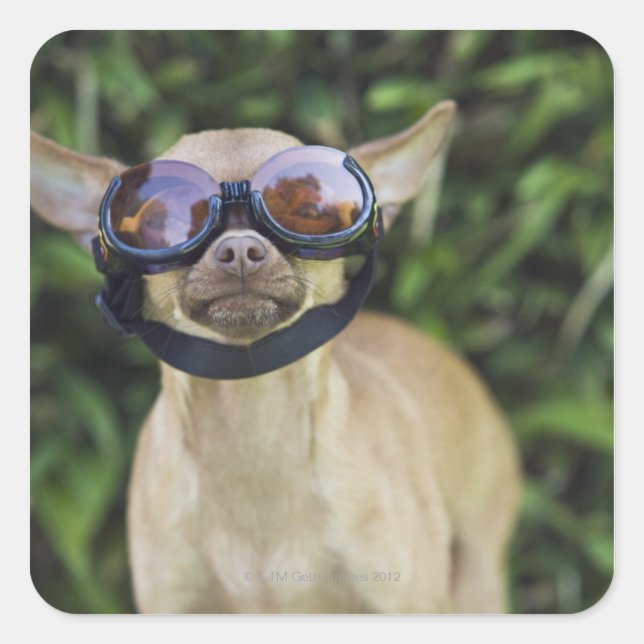 Pegatina Cuadrada Chihuahua con gafas (Anverso)