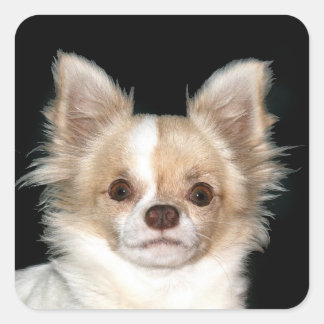 Pegatina Cuadrada Chihuahua de pelo largo