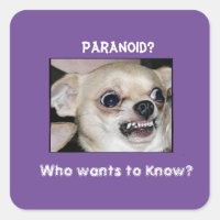 Chihuahua paranoica atrapada en ansiedad de ladrid