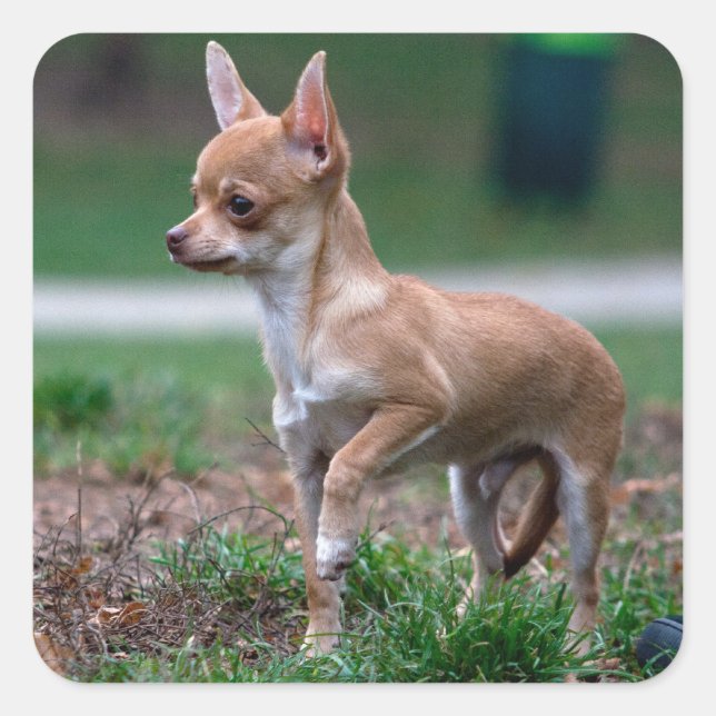 Pegatina Cuadrada Chihuahua Puppy (Anverso)