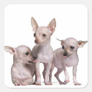 Pegatina Cuadrada Chihuahua sin pelo (5 y 7 meses)