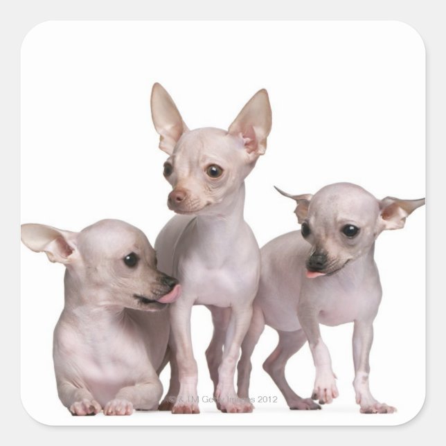 Pegatina Cuadrada Chihuahua sin pelo (5 y 7 meses de edad) (Anverso)