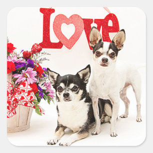 Pegatina Cuadrada Chihuahua's, flores y amor