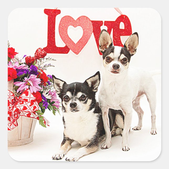 Pegatina Cuadrada Chihuahua's, flores y amor (Anverso)