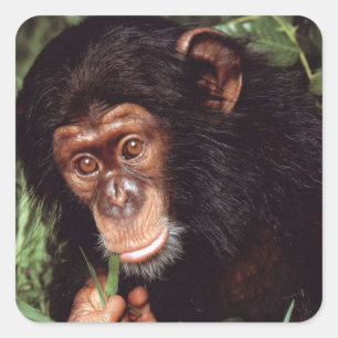 Pegatina Cuadrada Chimpancé