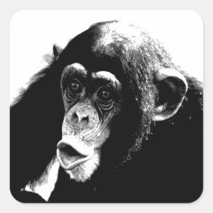 Pegatina Cuadrada Chimpancé blanco negro