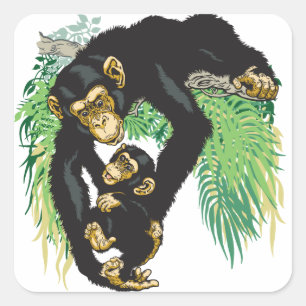 Pegatina Cuadrada chimpancé con bebé