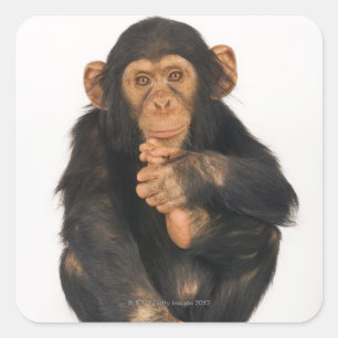 Pegatina Cuadrada Chimpanzee (Pan troglodytes)