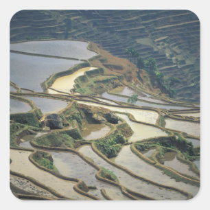 Pegatina Cuadrada China, provincia de Yunnan. Arrozales inundados de