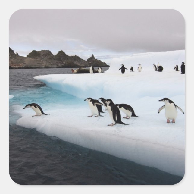 Pegatina Cuadrada Chinstrap Penguins (Anverso)