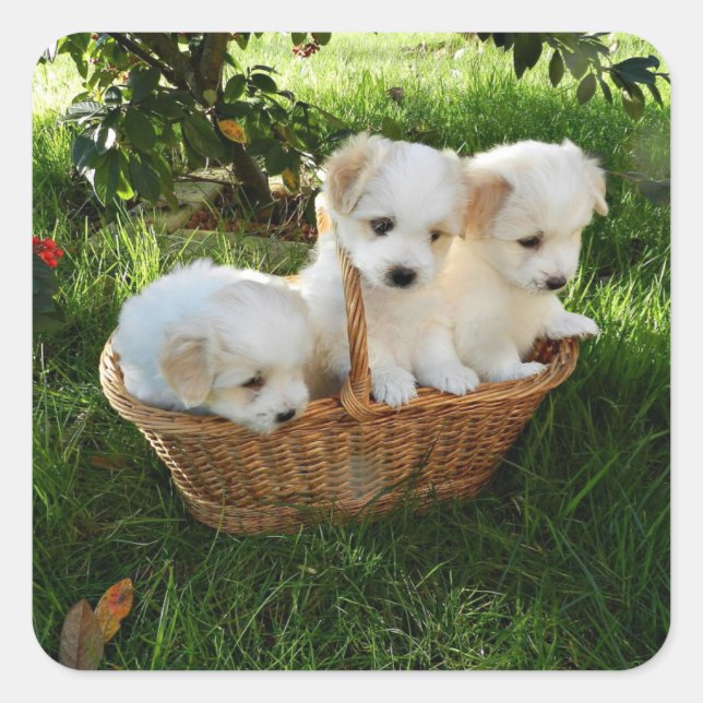 Pegatina Cuadrada Chiots, Coton de Tulear, Puppies (Anverso)