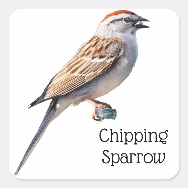 Pegatina Cuadrada Chip Sparrow (Anverso)