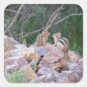 Pegatina Cuadrada Chipmunk Chatter