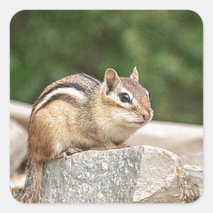 Pegatina Cuadrada Chipmunk en una roca