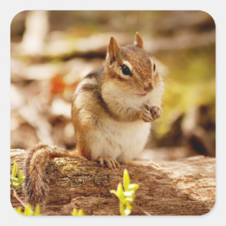 Pegatina Cuadrada Chipmunk extremadamente lindo