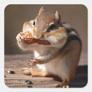 Pegatina Cuadrada Chipmunk relleno su cara