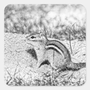 Pegatina Cuadrada Chipmunk Sketch