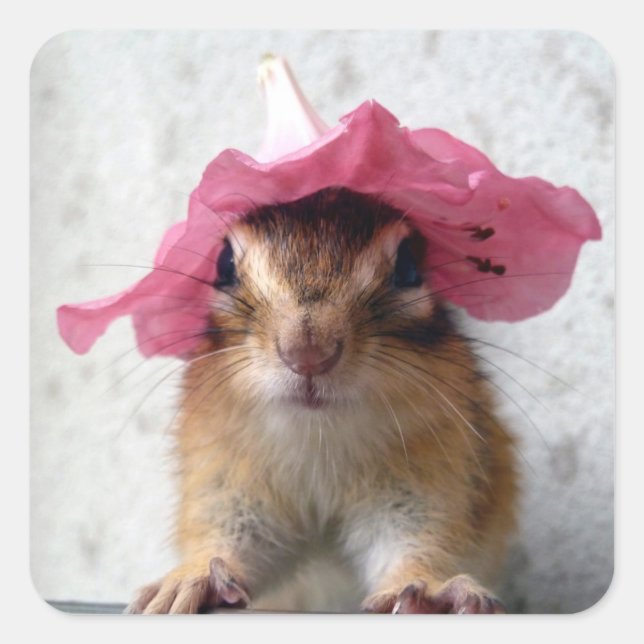 Pegatina Cuadrada Chipmunk wears flower hat (Anverso)
