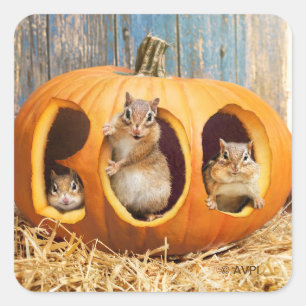Pegatina Cuadrada Chipmunks dentro de Boo Jack-o Lantern