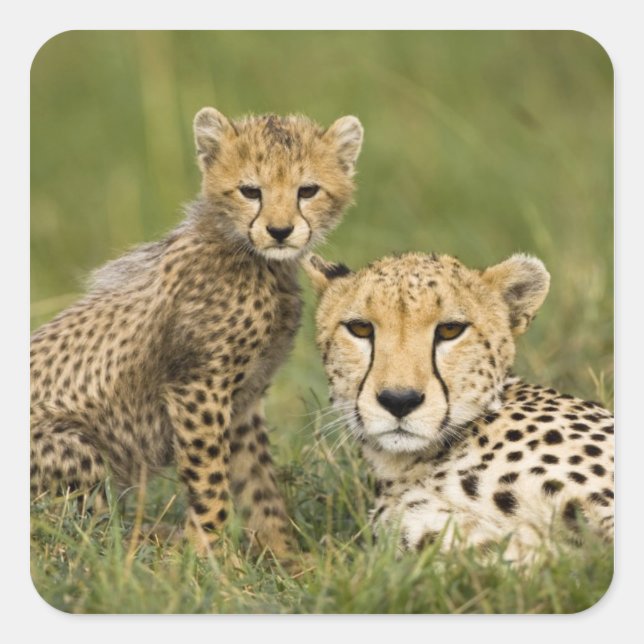 Pegatina Cuadrada Chita, Acinonyx jubatus, con Cub (Anverso)