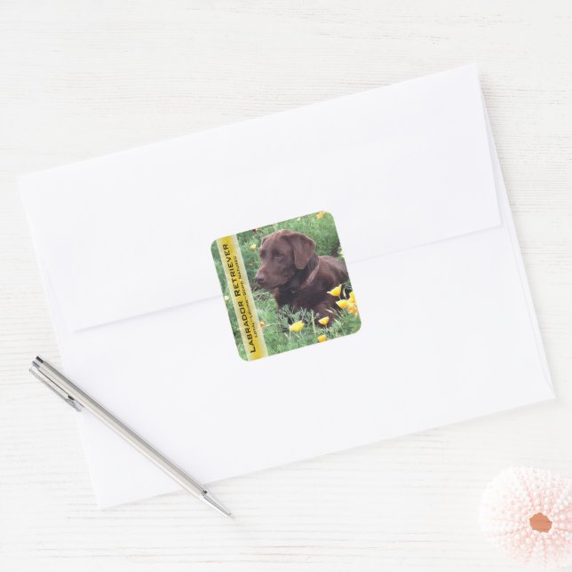 Pegatina Cuadrada Chocolate Lab en California Poppy Patch Personaliz (Sobre)