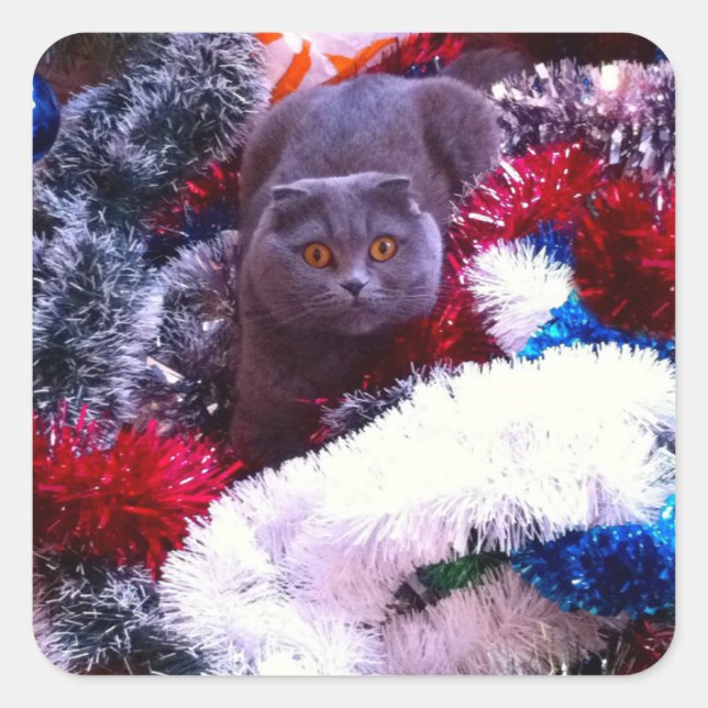 Pegatina Cuadrada Christmas British blue cat (Anverso)