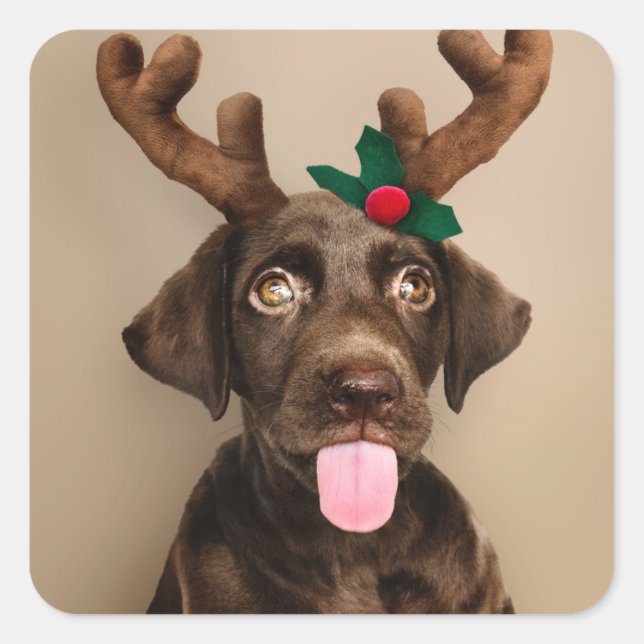 PEGATINA CUADRADA CHRISTMAS STICKERS CHOCOLATE LAB CON CUERNOS REIND (Anverso)