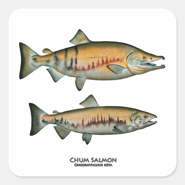 Pegatina Cuadrada Chum Salmon Pair (fase de desove) (Anverso)
