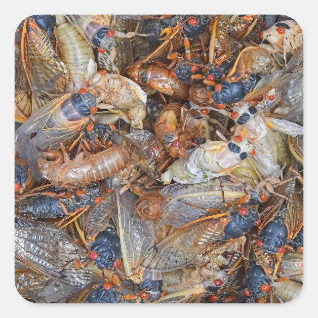 Pegatina Cuadrada Cicada Invasion II (Anverso)