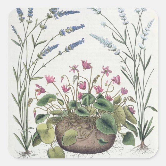 Pegatina Cuadrada ciclamen y lavanda: 1.Cyclamen Romanum; 2.Spica (Anverso)